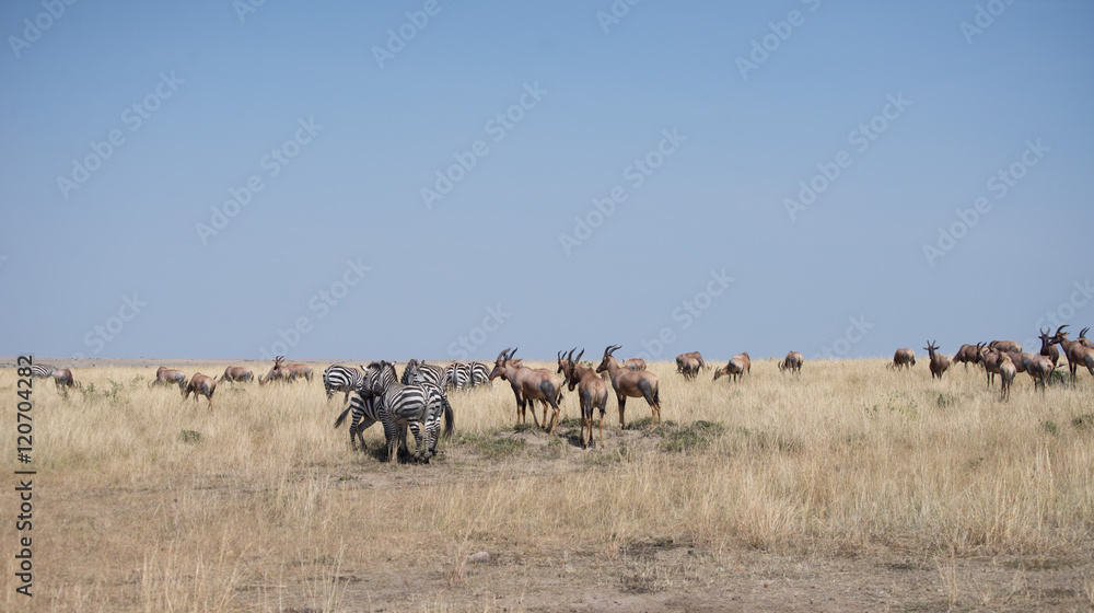 Beautiful Herd in the nature of Masai mara ,kenya, africa Beautiful Herd in the nature of Masai mara ,kenya, africa