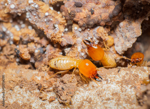 Close up termites in the nests.