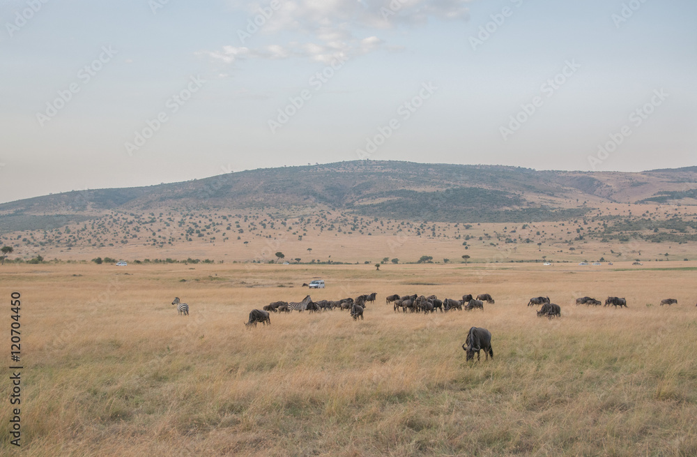 Beautiful Herd in the nature of Masai mara ,kenya, africa