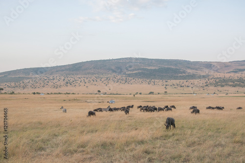 Beautiful Herd in the nature of Masai mara ,kenya, africa © AhmedElSheikh