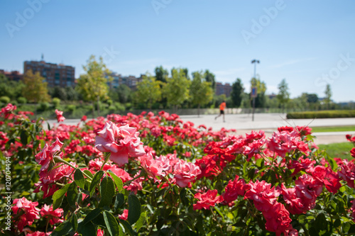 flowers and urban people running