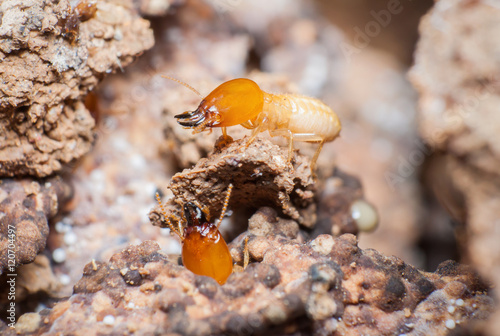 Close up termites in the nests. © arthito