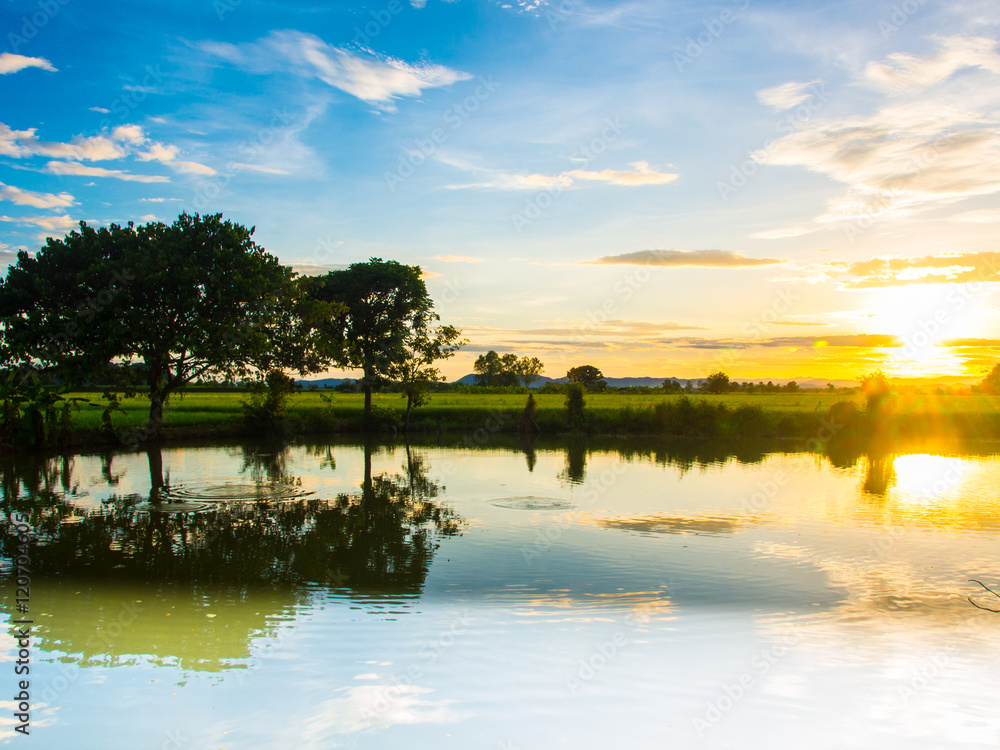 Fototapeta premium sunset in farm rice