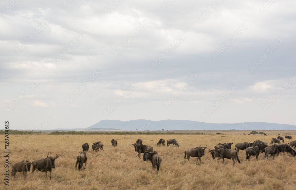 Beautiful Herd in the nature of Masai mara ,kenya, africa Beautiful Herd in the nature of Masai mara ,kenya, africa