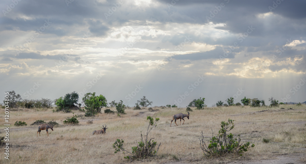 Beautiful Herd in the nature of Masai mara ,kenya, africa