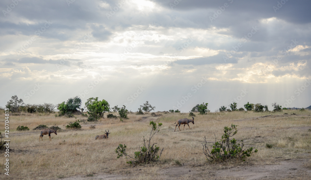 Beautiful Herd in the nature of Masai mara ,kenya, africa