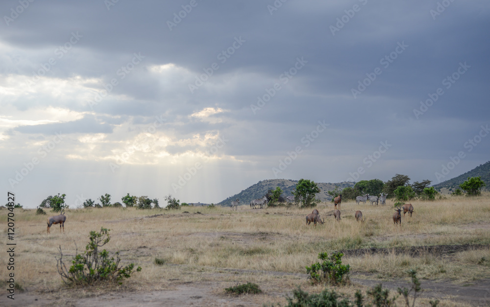 Beautiful Herd in the nature of Masai mara ,kenya, africa