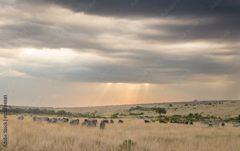 Beautiful Herd in the nature of Masai mara ,kenya, africa Beautiful Herd in the nature of Masai mara ,kenya, africa