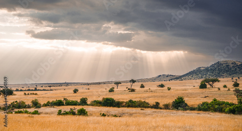Beautiful Herd in the nature of Masai mara  kenya  africa