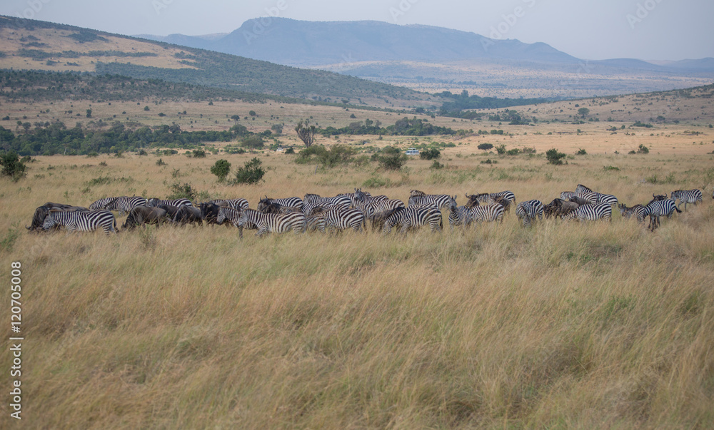 Beautiful Herd in the nature of Masai mara ,kenya, africa Beautiful Herd in the nature of Masai mara ,kenya, africa