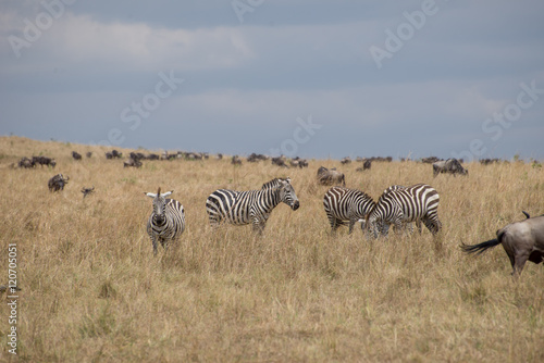 Beautiful Herd in the nature of Masai mara  kenya  africa