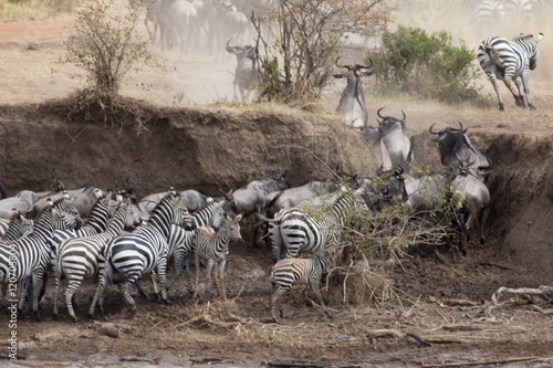 Africa Great Migration