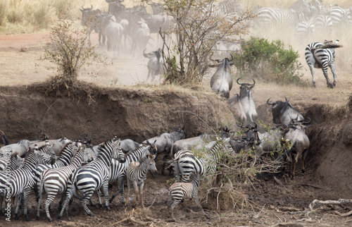 Africa Great Migration