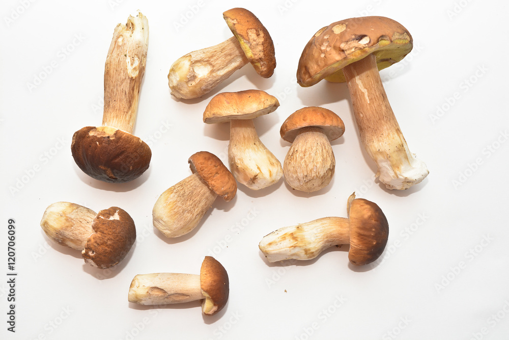 White mushroom (Boletus edulis). White mushroom (Boletus edulis).