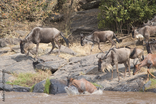 Africa Great Migration