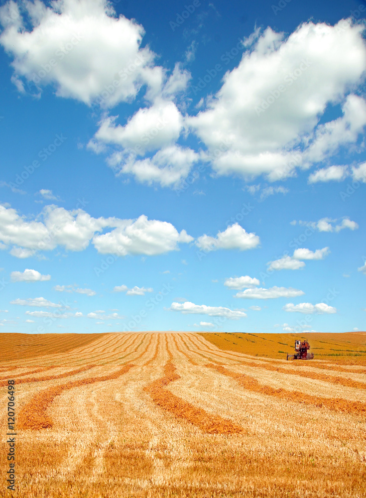 Harvesting wheat on a summer field. Harvesting wheat on a summer field.