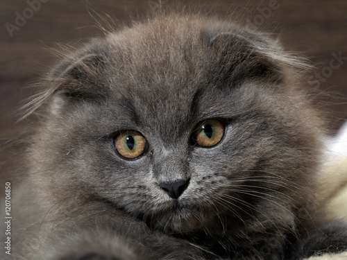 Canvas Print Portrait of a cute kitten