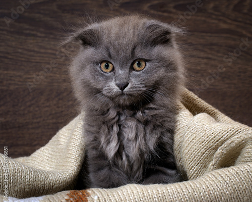 Obraz na plátně Portrait of a cute kitten