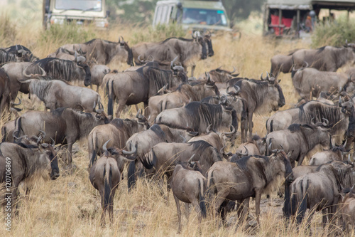 Africa Great Migration