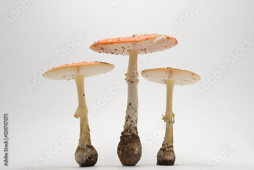 The mushrooms (Amanita muscaria) on a white background. 