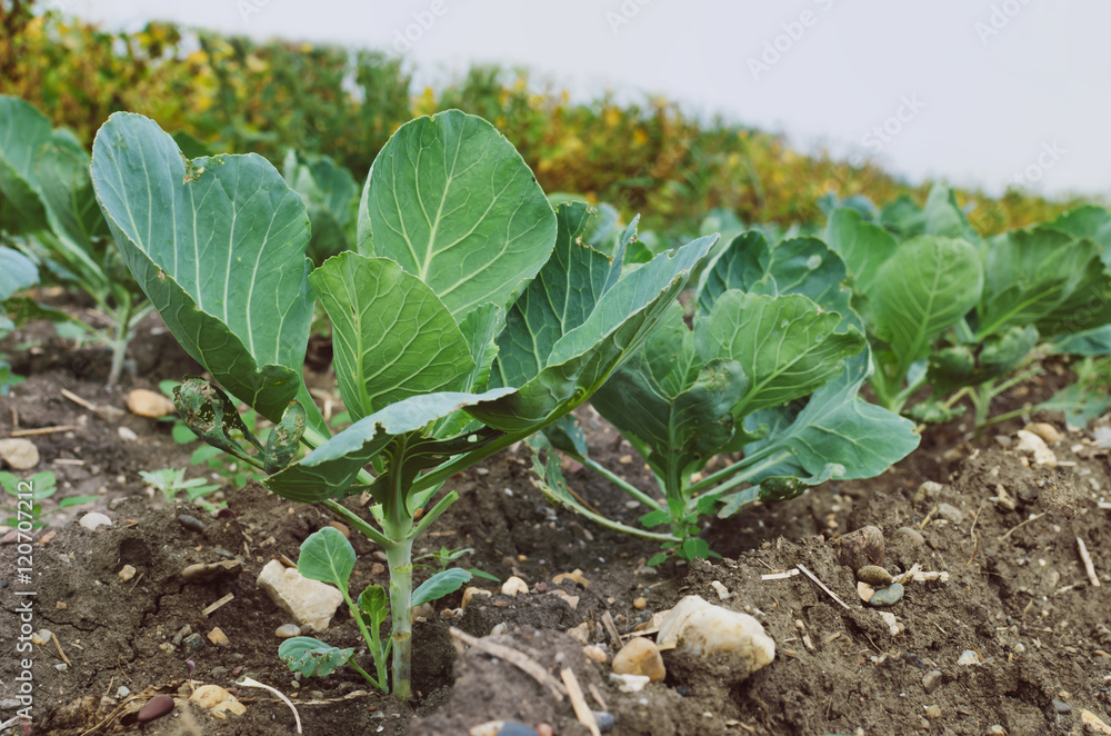 custom made wallpaper toronto digitalOrganic young cabbage growing at the cultivated cabbage field