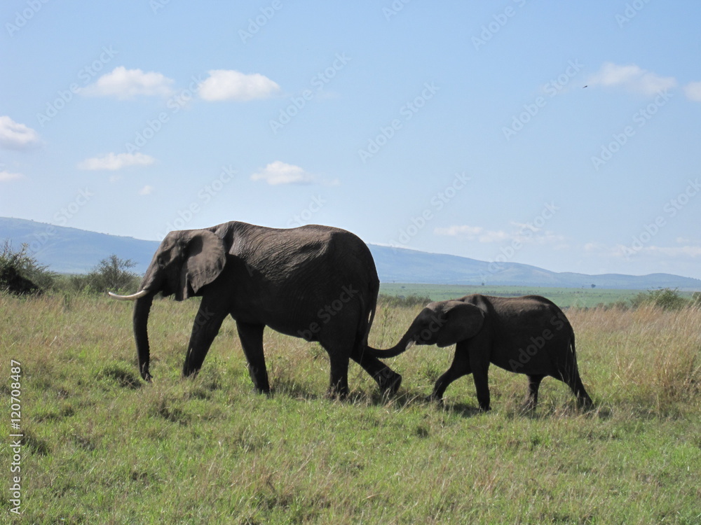 Mom and baby elephants Mom and baby elephants