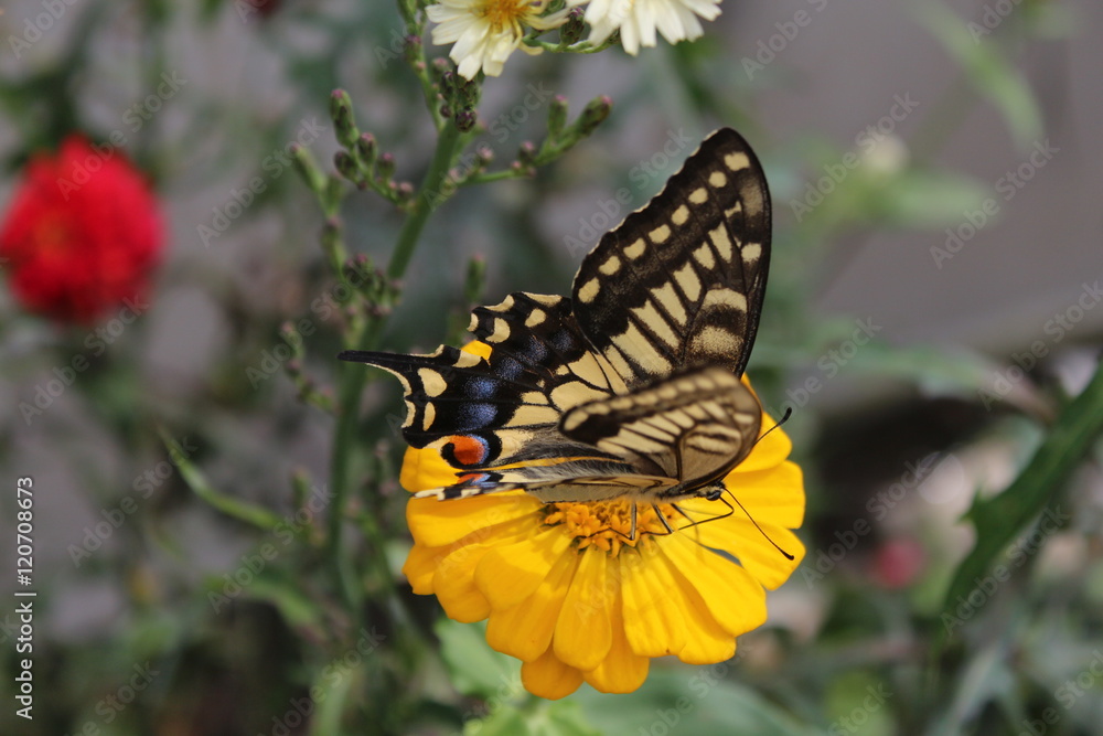 Obraz premium 나비