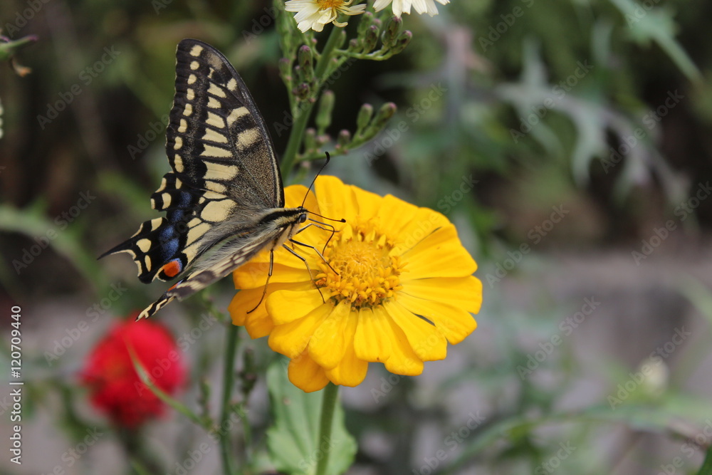 Obraz premium 나비