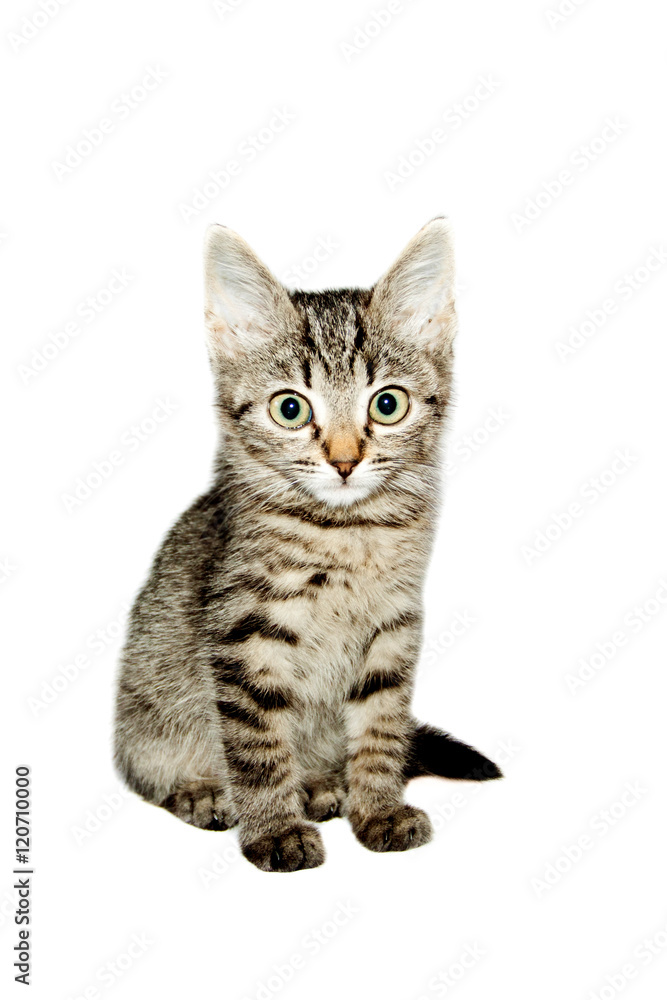 funny kitten striped isolated