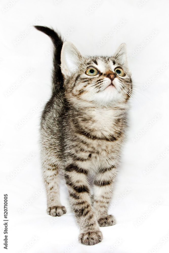 funny kitten striped looking up, isolated