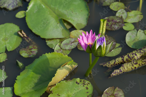 Pink and purple tropical waterlily in the water