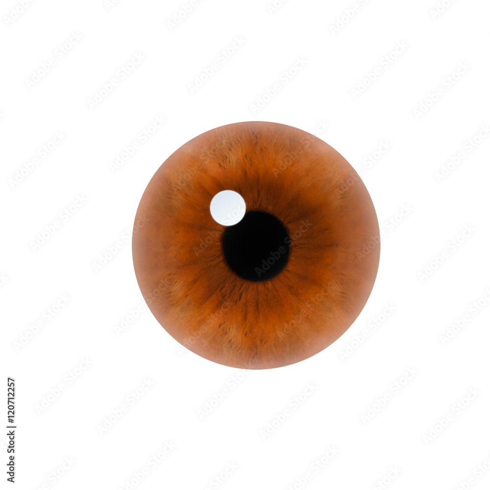 human pupil on white background human pupil on white background
