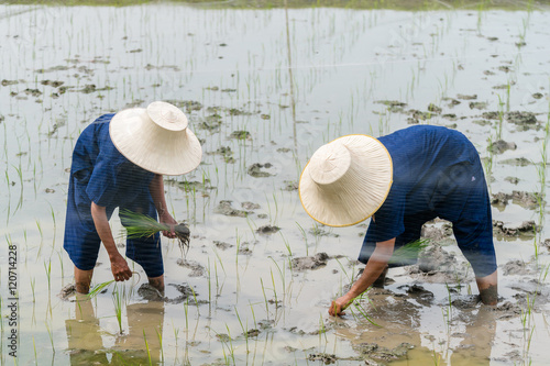 Farmer are working in the farm

