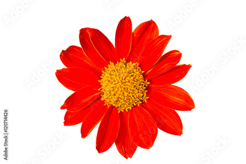 Mexican Sunflower isolated on white background  Tithonia