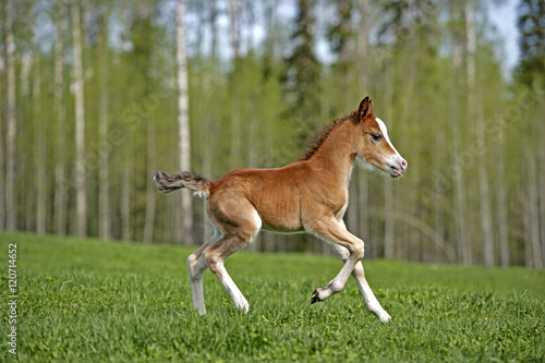 Cute Welsh Mountain Pony Foal running in meadow