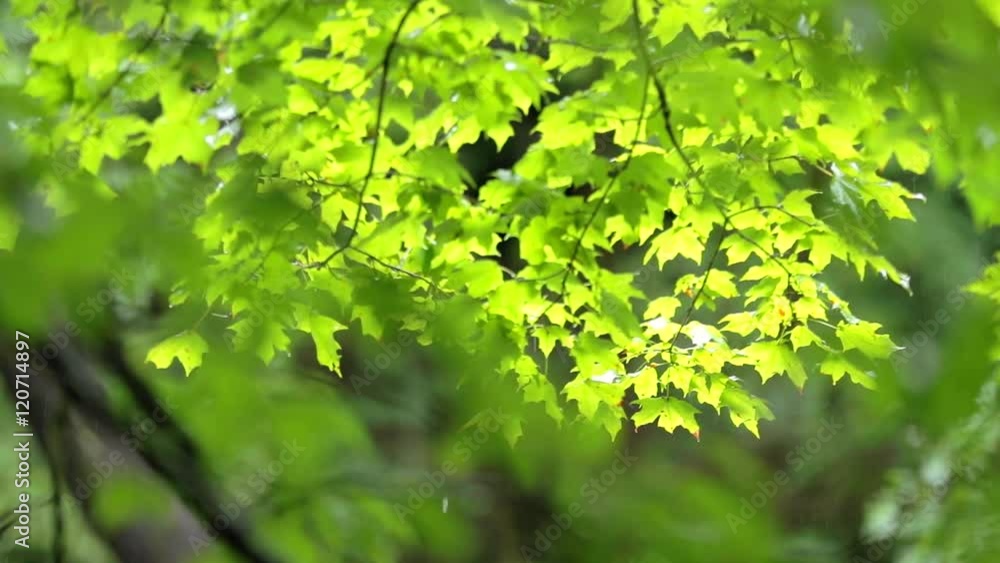 A poplar maple tree branch with slow motion rain and wind, with forest de-focused in the background. A poplar maple tree branch with slow motion rain and wind, with forest de-focused in the background.