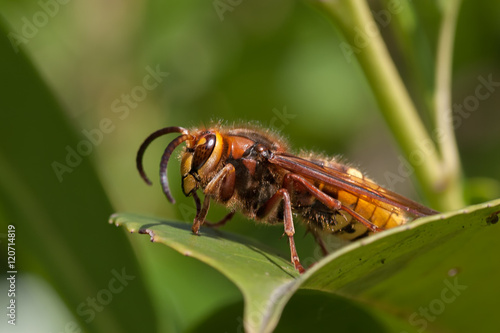 Echte Hornisse auf Blatt