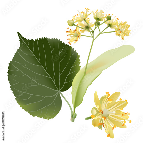 Linden flowers.
Hand drawn vector illustration of linden flowers, source of delicious honey and a fragrant herbal tea ingredient, on transparent background.

 photo