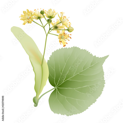 Linden flowers.
Hand drawn vector illustration of linden flowers, source of delicious honey and a fragrant herbal tea ingredient, on transparent background.

