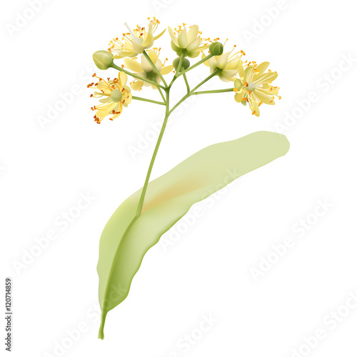 Linden flowers.
Hand drawn vector illustration of linden flowers, source of delicious honey and a fragrant herbal tea ingredient, on transparent background.

 photo