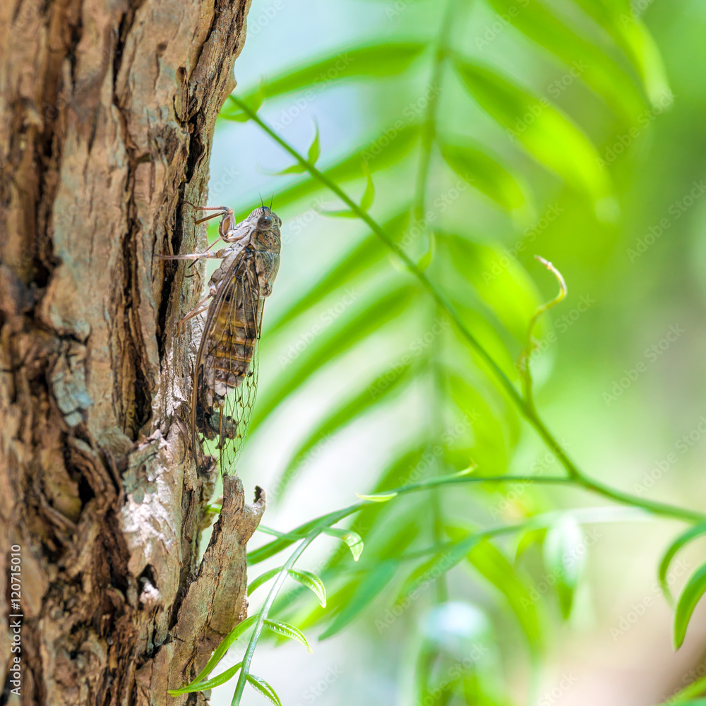 Close up of Cicada camouflaged on an tree, Crete Close up of Cicada camouflaged on an tree, Crete