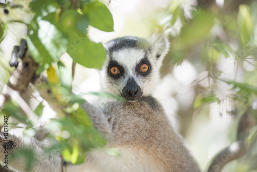 Ring-tailed lemur (Lemur catta), Isalo National Park, Ihorombe Region, Southwest Madagascar photo