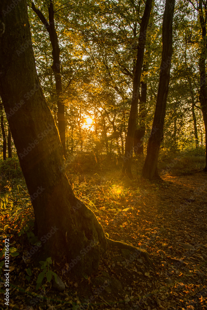 Warm sunset in dense forest with golden light. Warm sunset in dense forest with golden light.