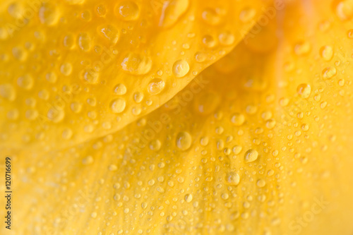 water droplets on petals of yellow hibiscus flower, abstract nature background