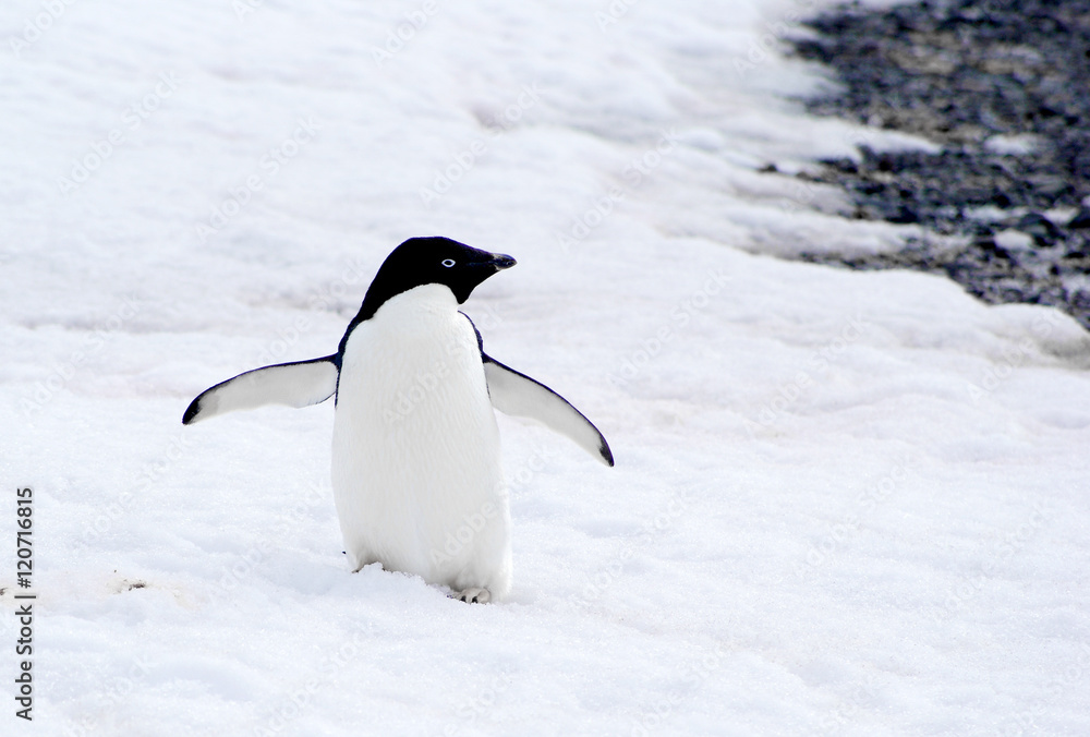 Obraz premium wild penguin on snow