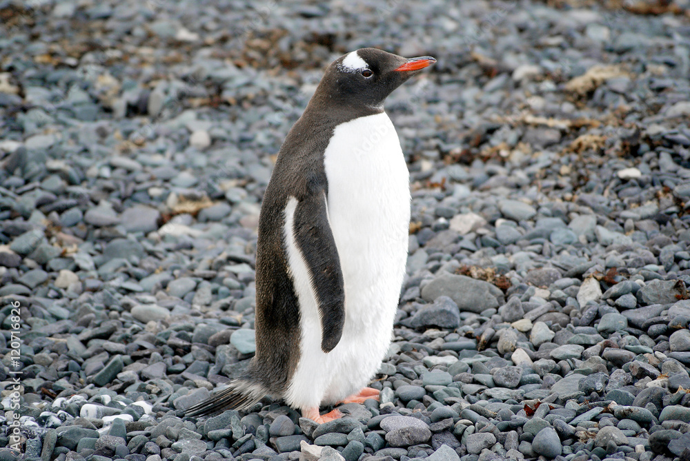 Naklejka premium Wild penguins resting by the sea coast