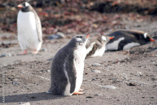 Wild penguins resting by the sea coast