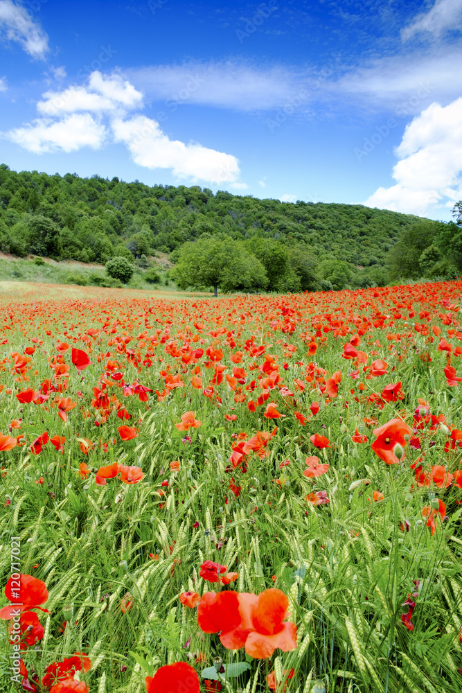 Poppy fields near Covarrubias, Castile and Leon, Spain Poppy fields near Covarrubias, Castile and Leon, Spain