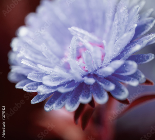 blue wet flower closeup