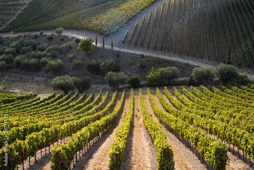 Rows of grape vines ripening in the sun at a vineyard in the Alto Douro region, Portugal
